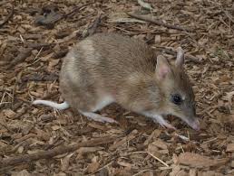 bandicoot怎么翻译,bandicoot怎么发音及示例